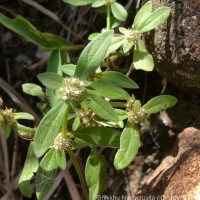 Spermacoce prostrata Aubl.